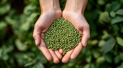 Freshly Harvested Mung Beans in Farmer's Hands Surrounded by Lush Green Fields