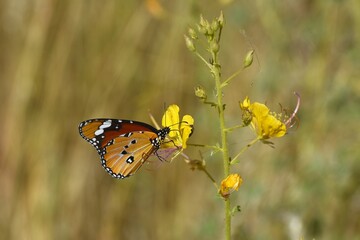 Afrikanischer Monarch (Danaus chrysippus) im Erongo Gebirge in Namibia