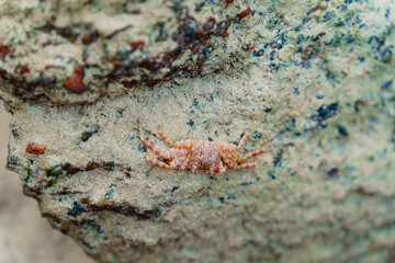 starfish on the sand
