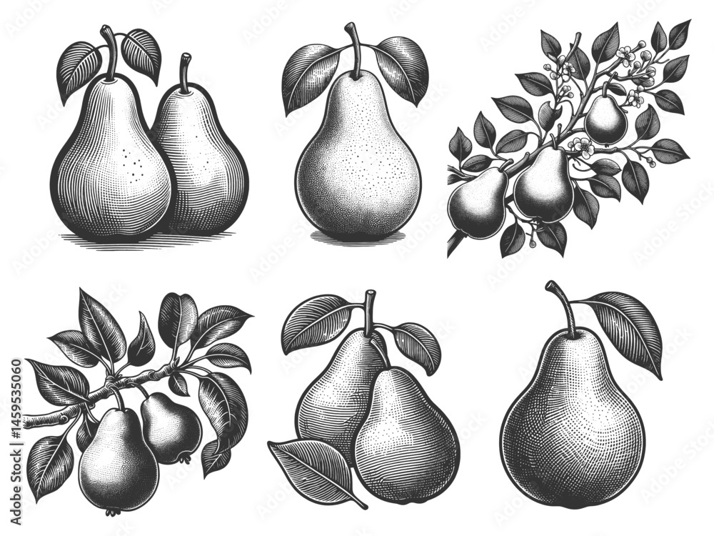 Poster pear, blossoms, and branches set collection bundle sketch engraving generative ai vector illustratio