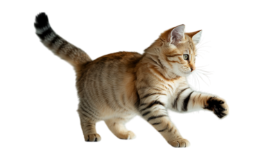 A playful tabby kitten pouncing with joyful energy against a bright white background.