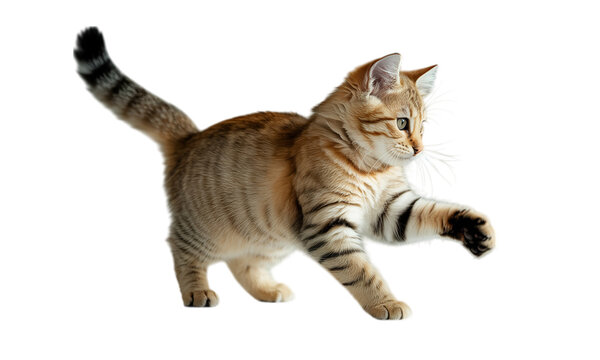 A playful tabby kitten pouncing with joyful energy against a bright white background.