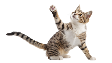A playful tabby kitten reaching up, paws extended, a joyful moment captured against a bright white background.