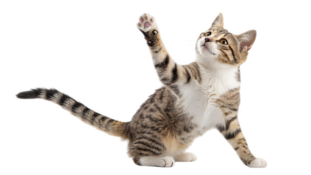 A playful tabby kitten reaching up, paws extended, a joyful moment captured against a bright white background.