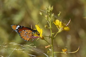 Afrikanischer Monarch (Danaus chrysippus) im Erongo Gebirge in Namibia