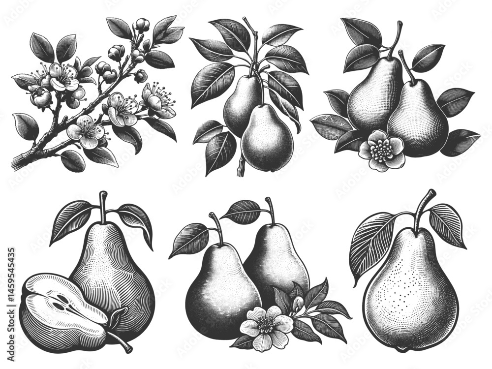 Poster pear, blossoms, and branches set collection bundle sketch engraving generative ai vector illustratio