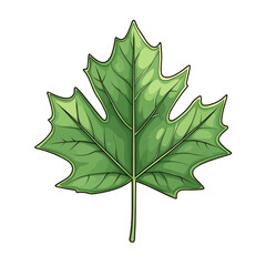 Fototapeta premium single green maple leaf illustration