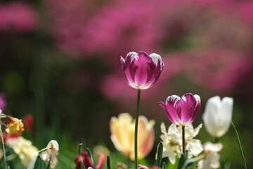 Singled out purple and white tulip in a large and colorful garden