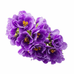 Naklejka premium Vibrant Purple Flowers with Dew Drops - Close-Up Shot