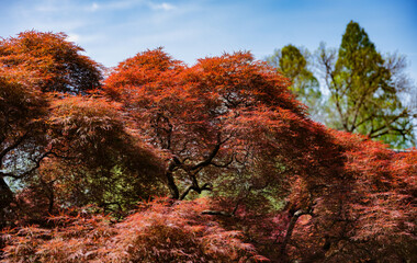 Japanesr gifted trees at the Shofuso Teahouse in Philadelphia