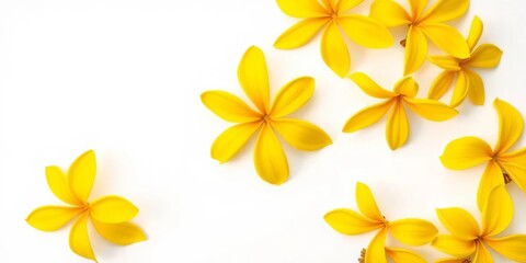 Obraz premium Vibrant yellow ylang ylang blossoms arranged flat on white background, postcard style, flora, design