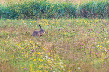 zając w trawie na łące pełnej kwiatów © Henryk Niestrój