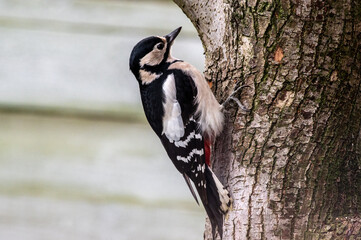dzięcioł duży (Dendrocopos major) na drzewie  © Henryk Niestrój