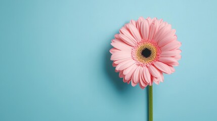 Pink Gerbera Daisy Flower on Blue Background Captivating Natural Beauty and Elegance in Floral Design