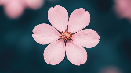 Delicate Pink Flower with Soft Background, Close-Up of Petals and Stamen, Nature's Beauty in Soft Focus