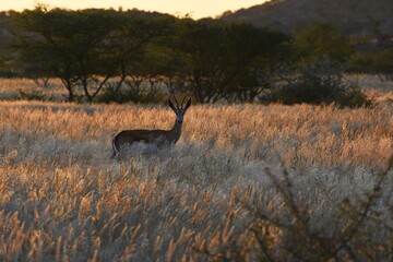 Springbock (Antidorcas marsupialis) im Abendlich im Erongo Gebirge (Namibia)