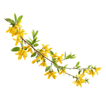 Blooming Forsythia Branch with Yellow Flowers