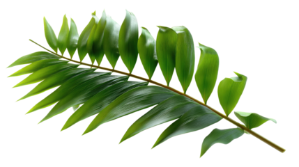Leafy Branch in Nature: The vibrant branch showcases a close-up of textured, rich, green leaves, creating a vivid display of natural beauty. 
