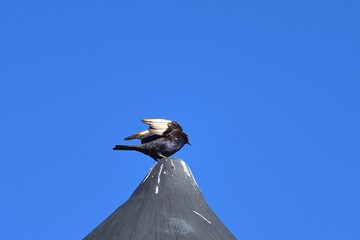 Schildrabe (corvus albus) in Namibia