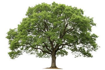 Set of Picea mariana (the black spruce) and Larix laricina isolated png in sunny daylight on a transparent background perfectly cutout