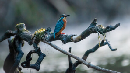 Common kingfisher (Alcedo atthis) on the river, Perth, Scotland