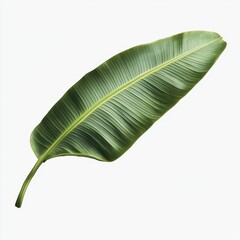 Fototapeta premium Lush green banana leaf, long and slender, displays prominent veins