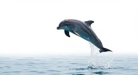 Fototapeta premium Dolphin Leaping Gracefully from the Ocean Waters with Splashing Water Droplets in a Stunning Display of Marine Life and Natural Beauty for Conservation Efforts