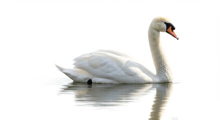 Fototapeta premium Elegant white swan gracefully swimming in calm water, reflecting its beauty in a serene scene of nature, showcasing purity, peace, and tranquility in wildlife photography