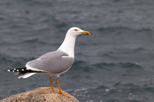 Seagull on a rock