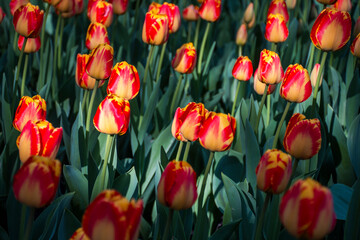 Kolorowe tulipany w ogrodzie