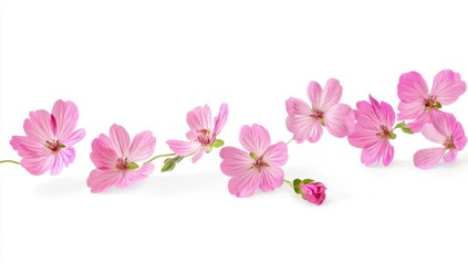 Fototapeta premium Delicate pink flowers in a flowing arrangement against a white background. Soft petals, slender stems, and a few buds create a gentle, airy aesthetic