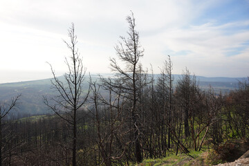 Burnt Forest in Gallipoli, Canakkale, Turkiye