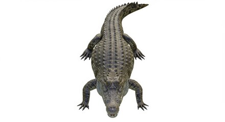 Naklejka premium Top-down view of a menacing alligator with textured skin and sharp teeth, isolated on white, perfect for wildlife and reptile projects. The alligator is ready to strike a pose, showcasing its impressi