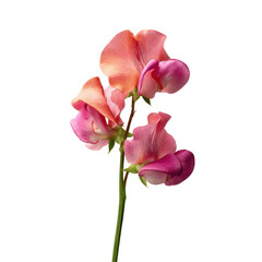 Fototapeta premium Elegant Pink and Orange Sweet Pea Flowers on Green Transparent background
