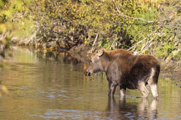 Cute Moose Calf in Grand Teton National Park Wyoming in Autumn