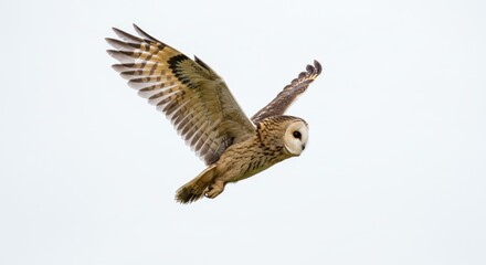Obraz premium Majestic short-eared owl soaring gracefully through the sky with its wings spread wide, a captivating moment of wildlife in action, showcasing its beauty and freedom in flight, perfect for nature and 