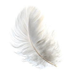 feather on white background