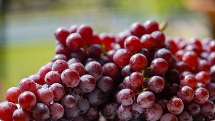 Close up of raw organic sweet red grapes background.