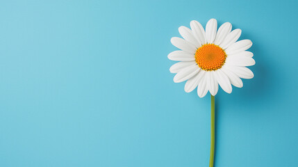 A single white daisy flower with a bright yellow center stands against a light blue background.