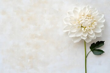 White background, top view of a single white dahlia with a green stem, petals in various shapes, soft edges and blurred details