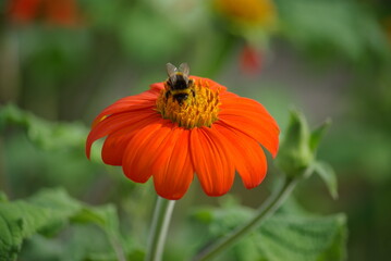 Abeille butinant un titonia orange en été