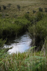 grass on the river