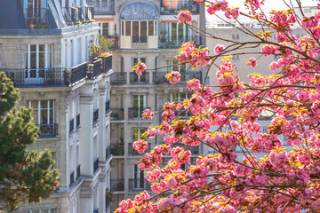 Blooming sakura in spring in Montmartre, Paris, France