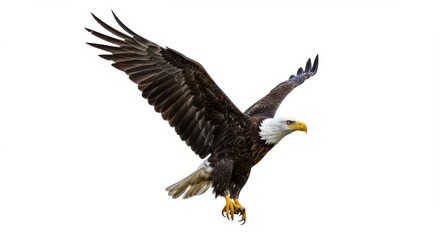 Naklejka premium Majestic bald eagle soars with outstretched wings against a clean white background, capturing its powerful presence and freedom in nature, perfect for wildlife and patriotic themes