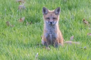 Cute baby fox in spring