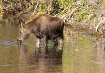 Cute Moose Calf in Grand Teton National Park Wyoming in Autumn