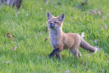 Naklejka premium Cute baby fox in spring