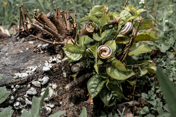 Grape snails on an old stump