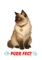 siamese cat isolated on white background