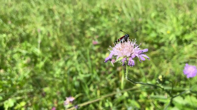 Six-spot Burnet (Zygaena filipendulae) moving around on a small scabious in Zurich, Switzerland
